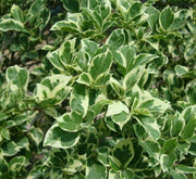 Bougainvillea Rainbow "GOLD" - Greensouq - 