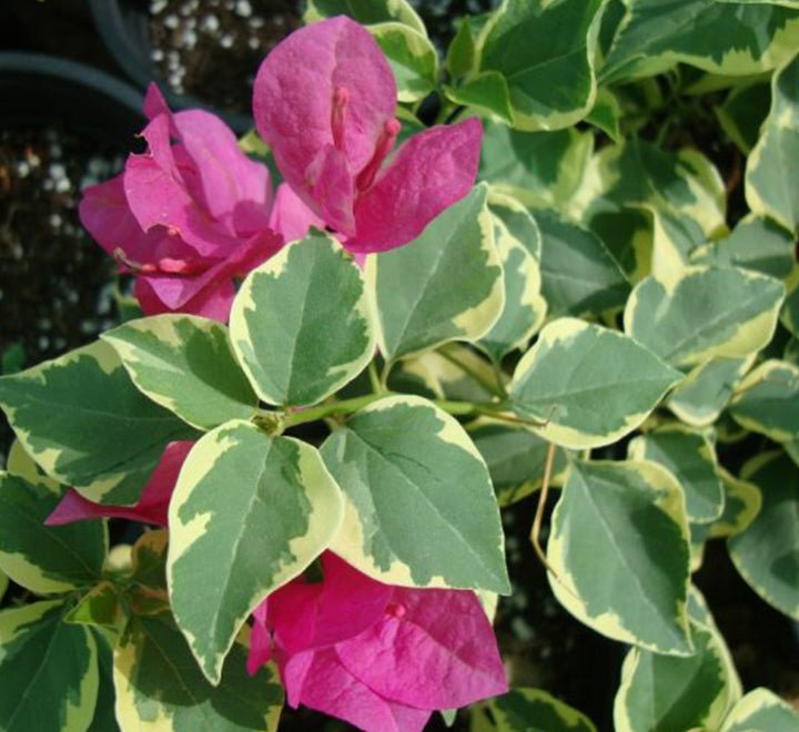 Bougainvillea Rainbow "GOLD" - Greensouq - 