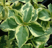 Bougainvillea Rainbow "GOLD" - Greensouq - 