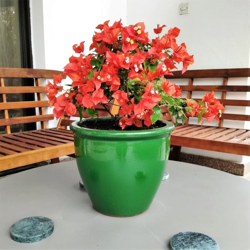 Bougainvillea Red 0.5 - 0.7m - Greensouq - 