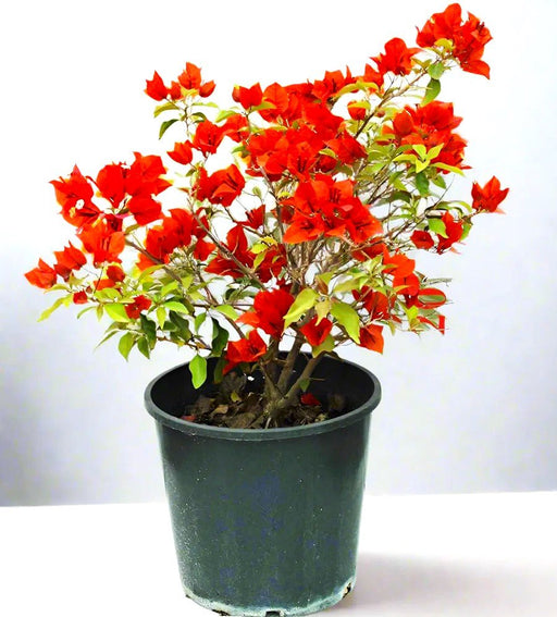 Bougainvillea Red 0.5 - 0.7m - Greensouq - 