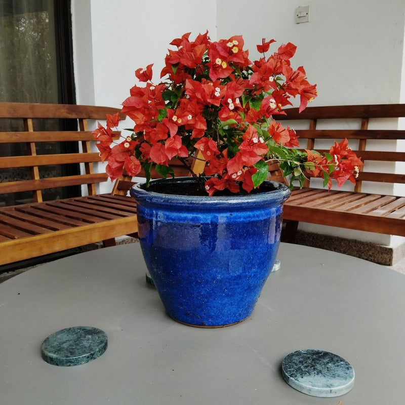 Bougainvillea Red 0.5 - 0.7m - Greensouq - 