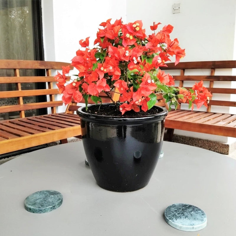 Bougainvillea Red 0.5 - 0.7m - Greensouq - 