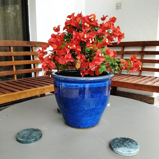 Bougainvillea Red 0.5 - 0.7m - Greensouq - 
