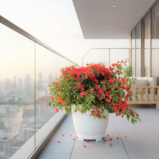 Bougainvillea Red in Cosmoplast Round Pot - Greensouq - 