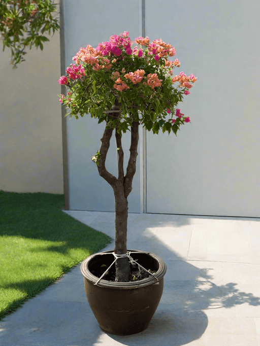 Bougainvillea Specimen "Single Head" - Greensouq - 