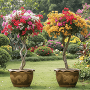Bougainvillea Specimen "Single Head" - Greensouq - 