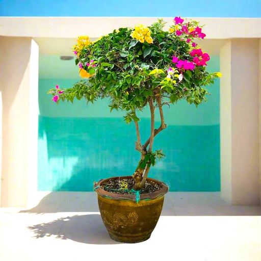 Bougainvillea Specimen "Single Head" - Greensouq - 