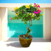 Bougainvillea Specimen "Single Head" - Greensouq - 