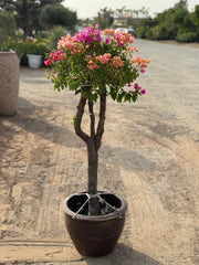 Bougainvillea Specimen "Single Head" - Greensouq - 