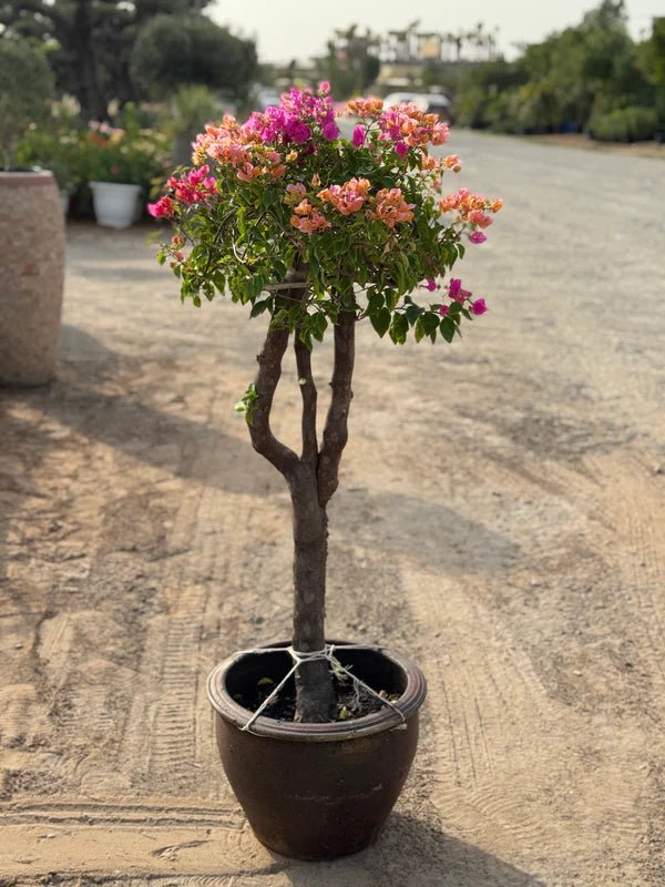Bougainvillea Specimen "Single Head" - Greensouq - 