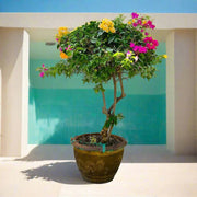 Bougainvillea Specimen "Single Head" - Greensouq - 