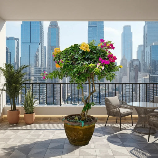 Bougainvillea Specimen "Single Head" - Greensouq - 