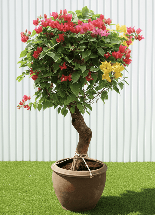 Bougainvillea Specimen "Single Head" | Dubai's Vibrant Blooms! - Greensouq - 
