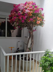 Bougainvillea Specimen "Single Head" | Dubai's Vibrant Blooms! - Greensouq - 