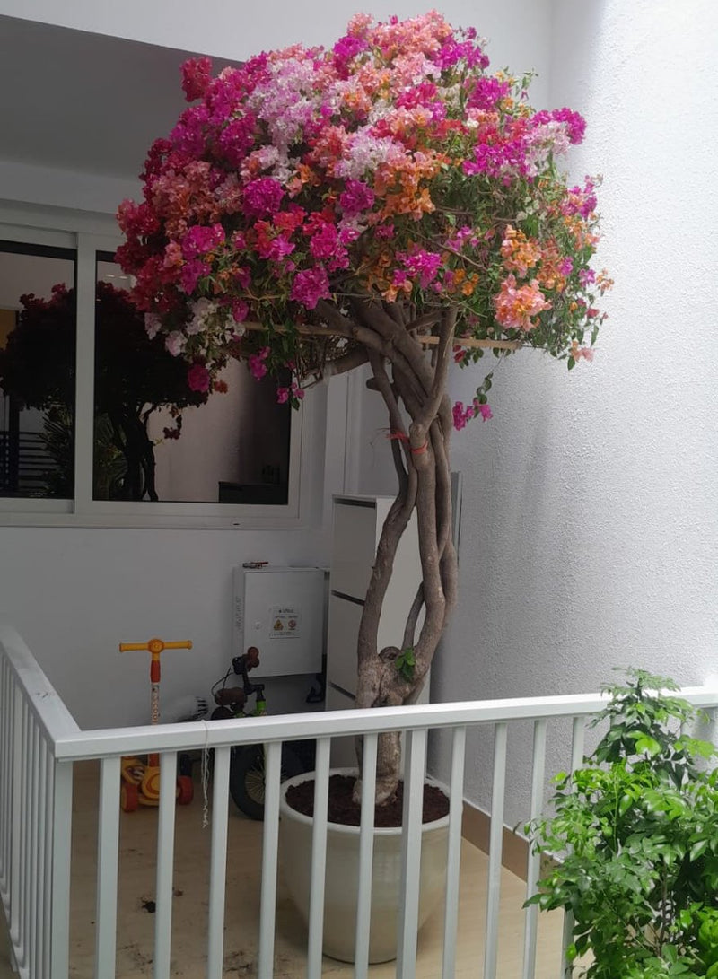 Bougainvillea Specimen "Single Head" | Dubai's Vibrant Blooms! - Greensouq - 