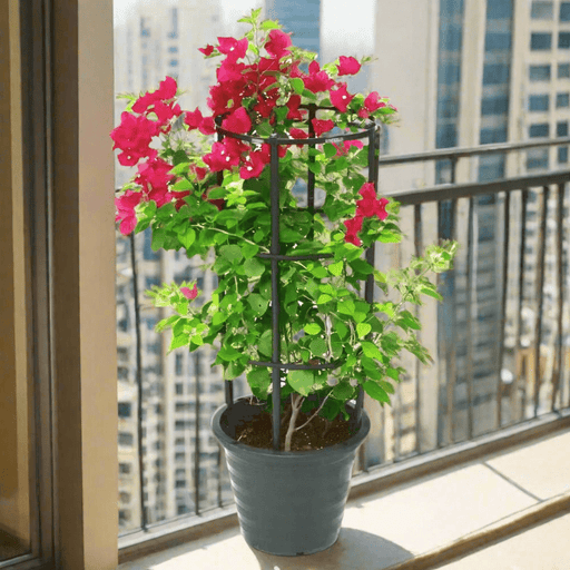 Bougainvillea Spectabilis “30 to 160cm” Dark Pink - Greensouq - 