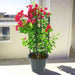 Bougainvillea Spectabilis “30 to 160cm” Dark Pink - Greensouq - 