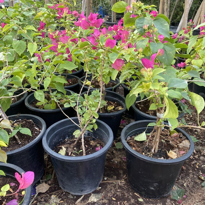 Bougainvillea Spectabilis “30 to 160cm” Dark Pink - Greensouq - 