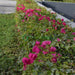 Bougainvillea Spectabilis “30 to 160cm” Dark Pink - Greensouq - 