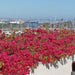 Bougainvillea Spectabilis “30 to 160cm” Dark Pink - Greensouq - 