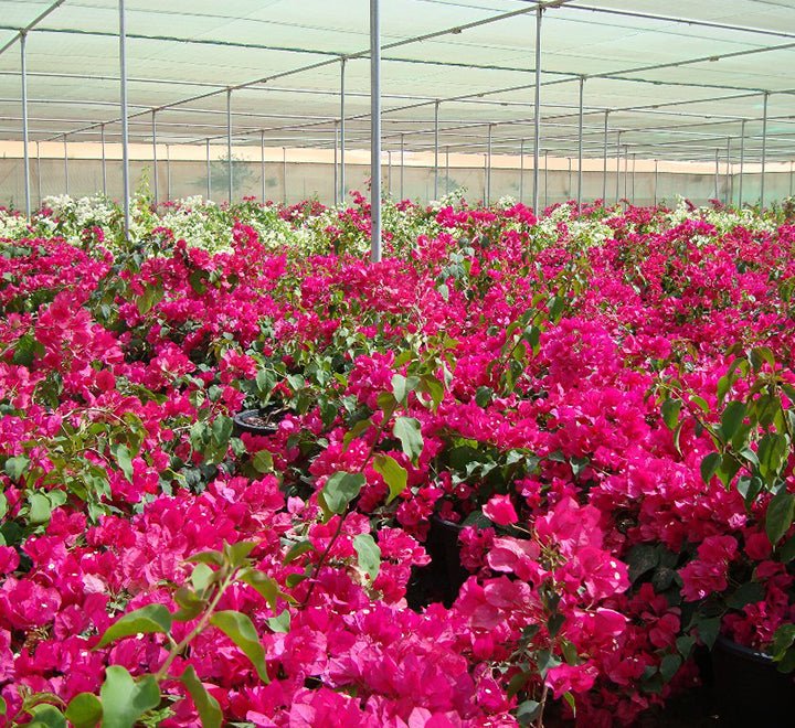 Bougainvillea Spectabilis “30 to 160cm” Dark Pink - Greensouq - 