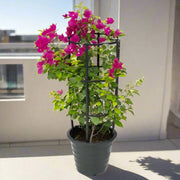 Bougainvillea Spectabilis “30 to 160cm” Dark Pink - Greensouq - 