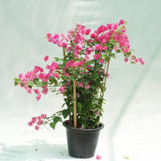 Bougainvillea Spectabilis “30 to 160cm” Dark Pink - Greensouq - 