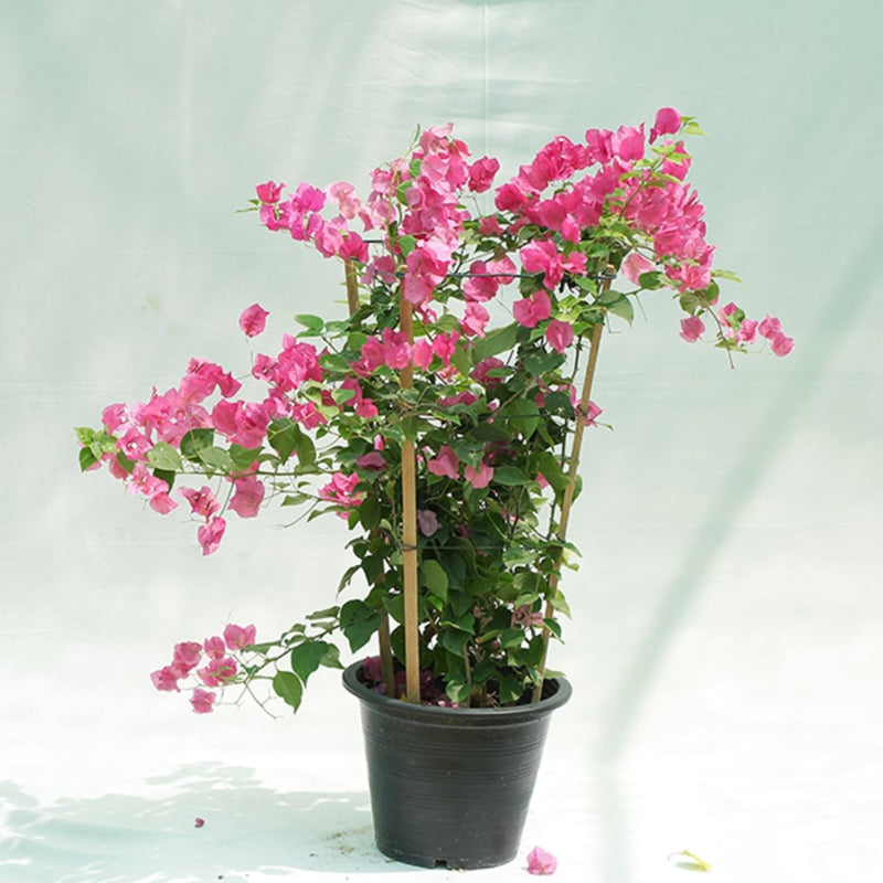 Bougainvillea Spectabilis “30 to 160cm” Dark Pink - Greensouq - 