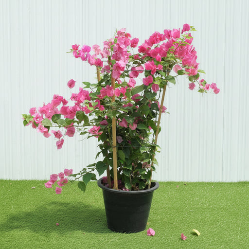 Bougainvillea Spectabilis “30 to 160cm” Dark Pink - Greensouq - 