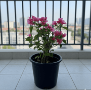 Bougainvillea Spectabilis “30 to 160cm” Dark Pinkl - Greensouq - 