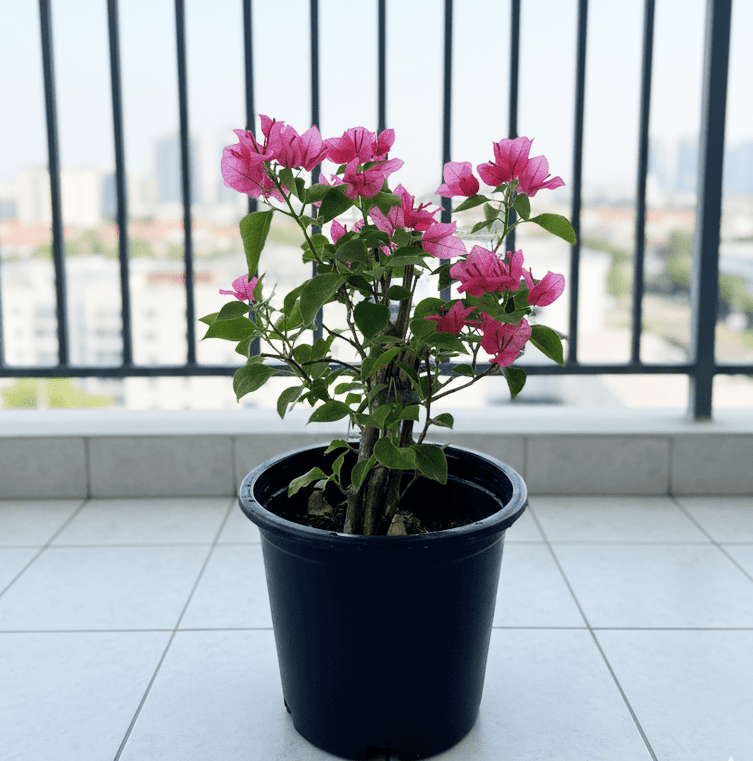 Bougainvillea Spectabilis “30 to 160cm” Dark Pinkl - Greensouq - 