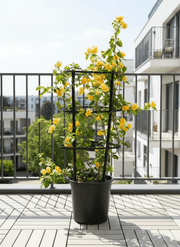 Bougainvillea Spectabilis “30 to 160cm” Orange - Greensouq - 