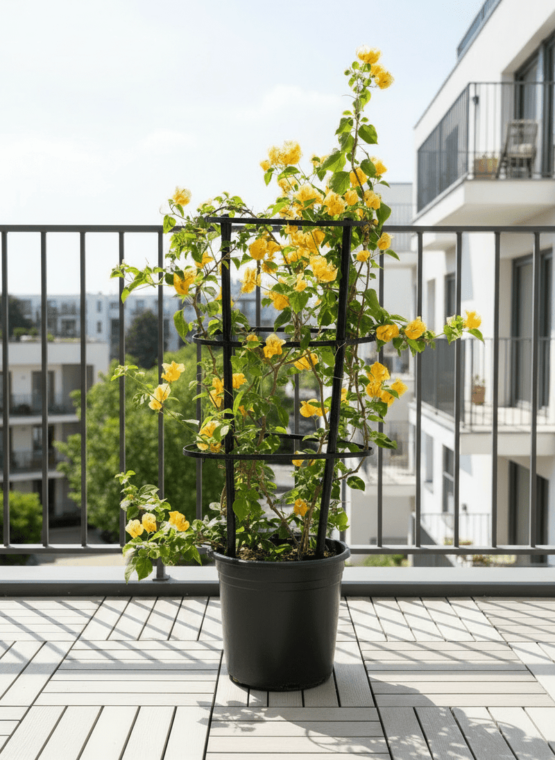 Bougainvillea Spectabilis “30 to 160cm” Orange - Greensouq - 