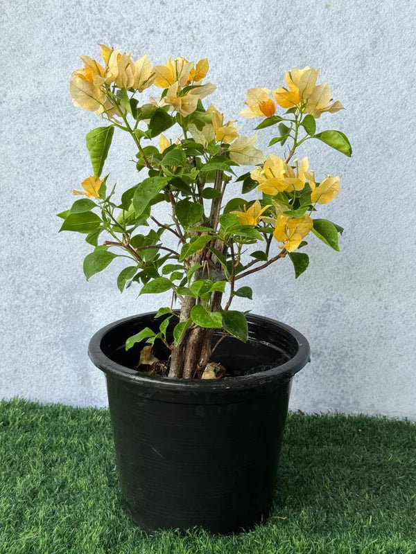 Bougainvillea Spectabilis “30 to 160cm” Orange - Greensouq - 