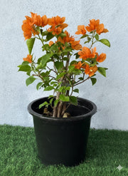Bougainvillea Spectabilis “30 to 160cm” Orange - Greensouq - 