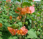 Bougainvillea Spectabilis “30 to 160cm” Orange - Greensouq - 