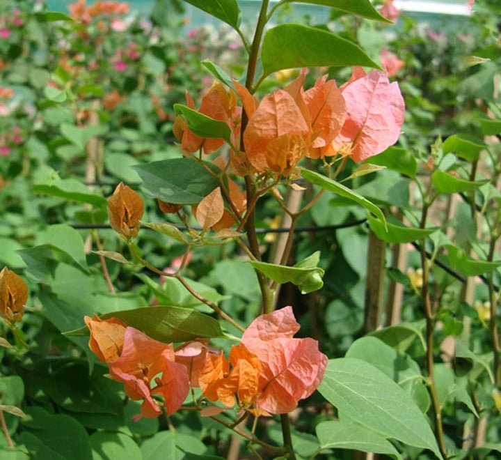 Bougainvillea Spectabilis “30 to 160cm” Orange - Greensouq - 