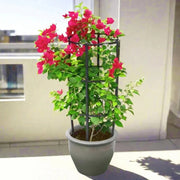 Bougainvillea Spectabilis 'Dark Pink' (30 - 160cm) | UAE Garden Glory! - Greensouq - 