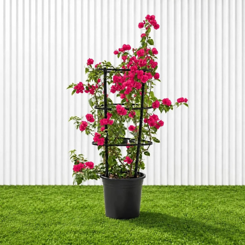 Bougainvillea Spectabilis 'Dark Pink' (30-160cm) | UAE Garden Glory! - Greensouq -