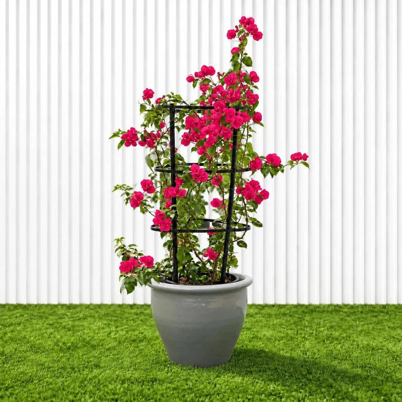 Bougainvillea Spectabilis 'Dark Pink' (30-160cm) | UAE Garden Glory! - Greensouq - outdoor