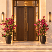 Bougainvillea Spectabilis 'Dark Pink' (30-160cm) | UAE Garden Glory! - Greensouq - outdoor