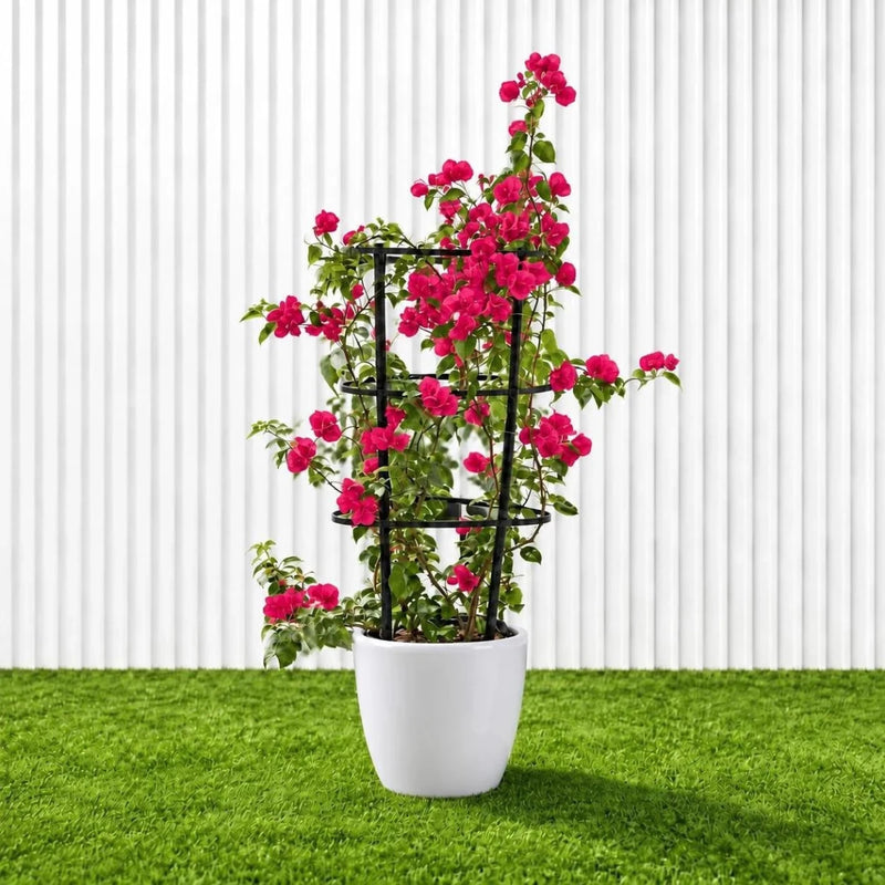 Bougainvillea Spectabilis 'Dark Pink' (30-160cm) | UAE Garden Glory! - Greensouq - outdoor