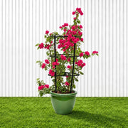 Bougainvillea Spectabilis 'Dark Pink' (30-160cm) | UAE Garden Glory! - Greensouq - outdoor