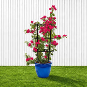 Bougainvillea Spectabilis 'Dark Pink' (30-160cm) | UAE Garden Glory! - Greensouq - outdoor