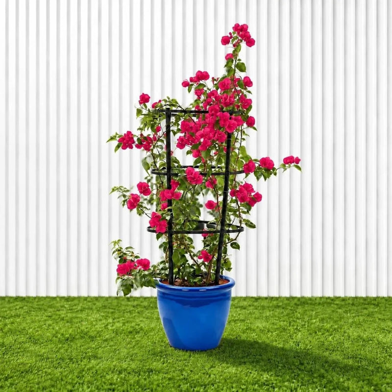 Bougainvillea Spectabilis 'Dark Pink' (30-160cm) | UAE Garden Glory! - Greensouq - outdoor