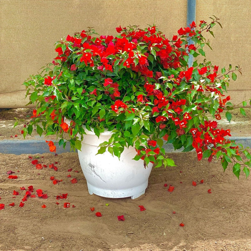 Bougainvillea Red in Cosmoplast Round Pot - Greensouq -