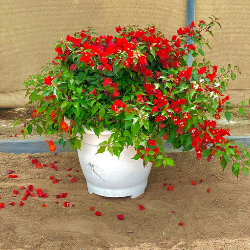 bougainvillea tomato red in cosmoplast pot