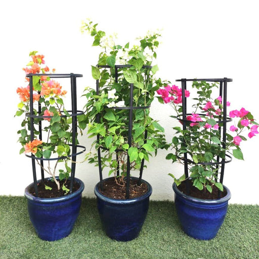 Bougainvillea Trio / White Pink Orange 3 Bougainvillea in Rolled rim Pot - Greensouq - 