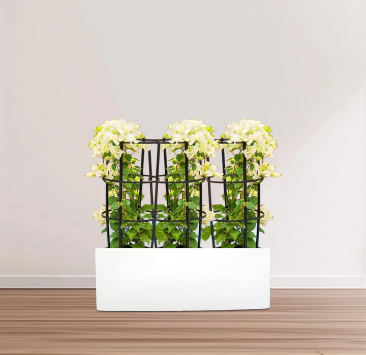 3 Bougainvillea Spectabilis  80 - 100cm in Grp Planter (100-30-30cm)
